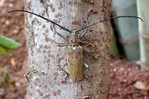uploads/images/pest/mango bark borer.jpg